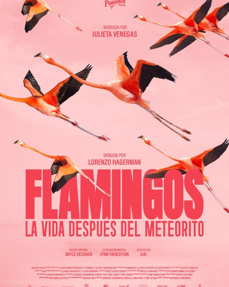 Flamingos - La vida después del meteorito
