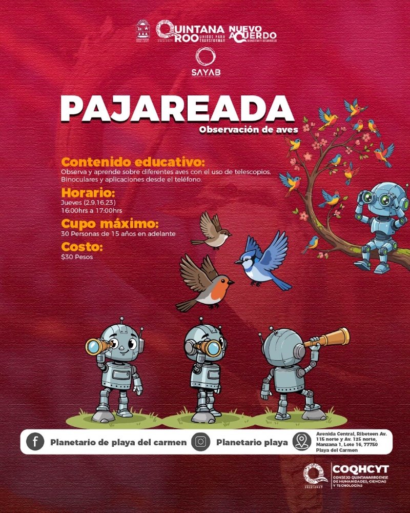 Pajareada Observacion de aves 16