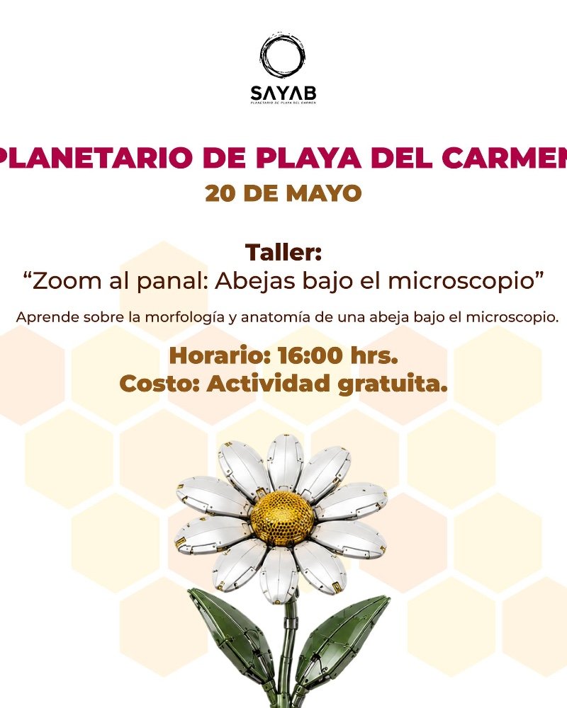 Taller: Zoom al panal